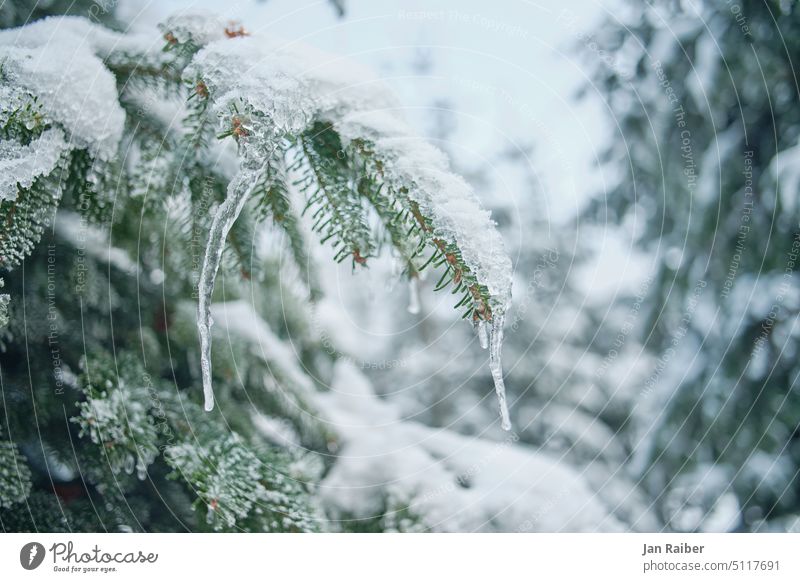 frozen fir Winter Forest Ice Cold Green Snow Fir tree Icicle needles