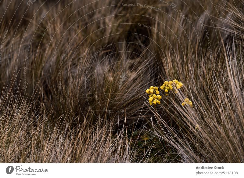 Yellow flowers in dry grass field growth natural autumn nature bunch flora plant fall yellow countryside wildflower delicate bloom blossom vegetate organic