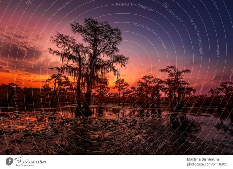 The magical and fairytale like landscape of the Caddo Lakeat sunset, Texas caddo lake water nature tree reflection park dream orange fall forest blue cypress