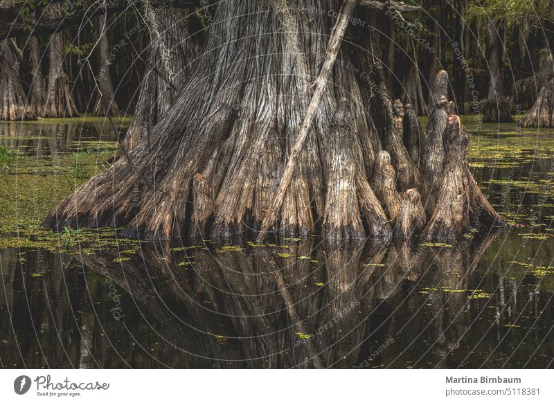 The roots of a cypress tree in the Caddo Lake, Texas caddo lake texas bald cypress trees landscape river water nature natural green wood travel wilderness
