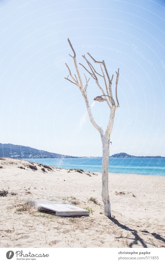 shower tree Vacation & Travel Summer Summer vacation Sun Beach Tree Ocean Exceptional Design Beach shower Drops of water Colour photo Exterior shot Deserted