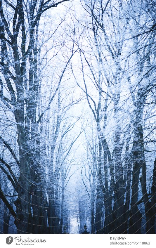 Winter forest - a cool winter day in the forest Forest chill somber onset of winter Frost Snow White Winter's day December Winter mood tree-lined avenue huge