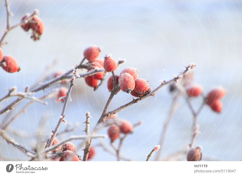 iced rose hips Beautiful weather Frost Hoar frost Winter Plant Fruit pink food source Vitamin-rich Edible salubriously Decoration
