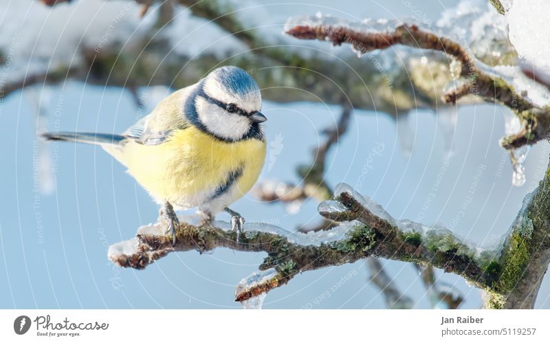 Blue tit on frozen branch Tit mouse Winter Twig Bird Ice Frozen Cold Bright blue-yellow