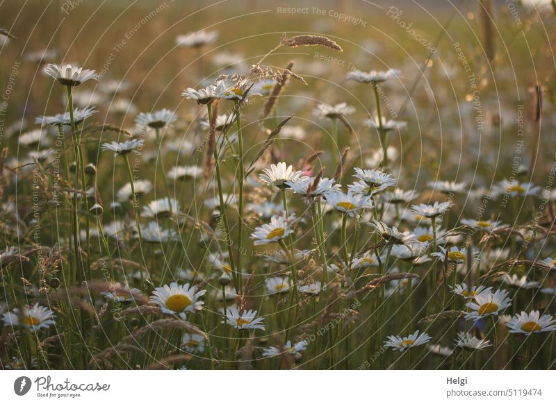 when will it finally be summer again? - many daisies bloom on a meadow in the back light Flower Blossom margarite Margarite Meadow Flower meadow blossom wax
