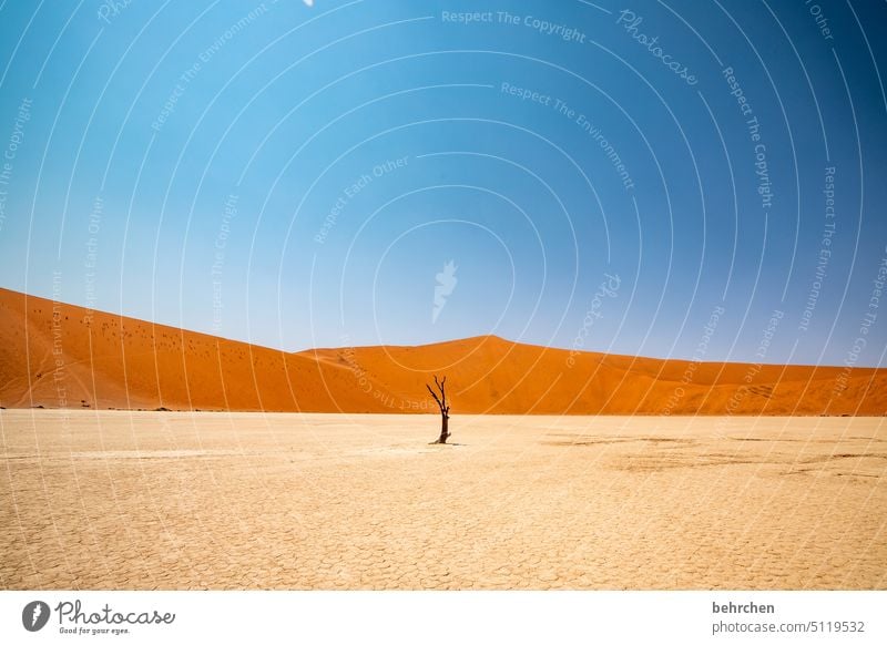stand alone Transience Climate change Environment Dry Drought Sky duene dunes magical deadvlei sand dune Impressive especially Warmth Adventure Landscape
