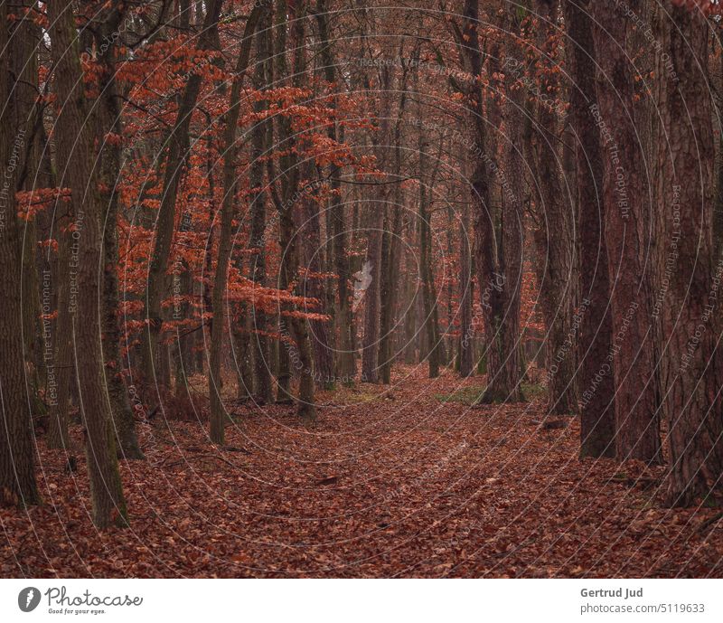 Wald und Laub in Herbstfarben Natur Winter landschaft erholung freizeit herbstfarben laubbaum laubbäume Buche Buchenwald Meditation Meditative dunkel