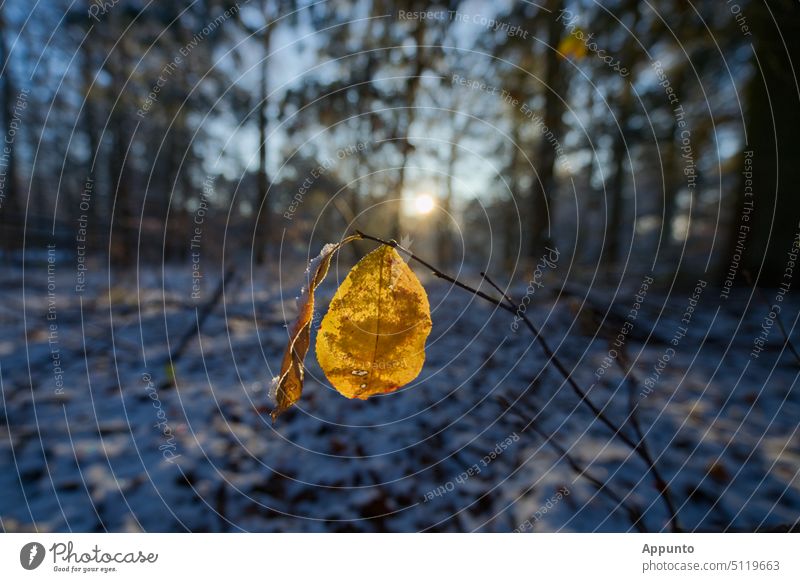 Sunlit yellow leaf on a scrawny branch against the blurred background of a snowy winter forest Leaf Yellow sun-drenched Branch arid Winter Forest Snow