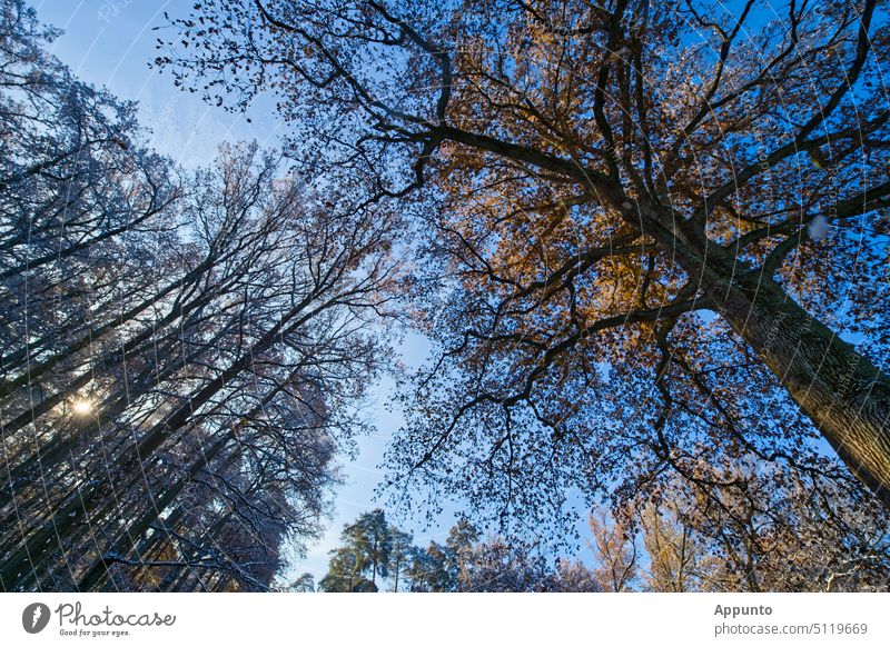 View from the beautiful light winter forest through the trees up to the bright blue sky Winter Forest foliage branches Branchage Sun solar star Blue Sky