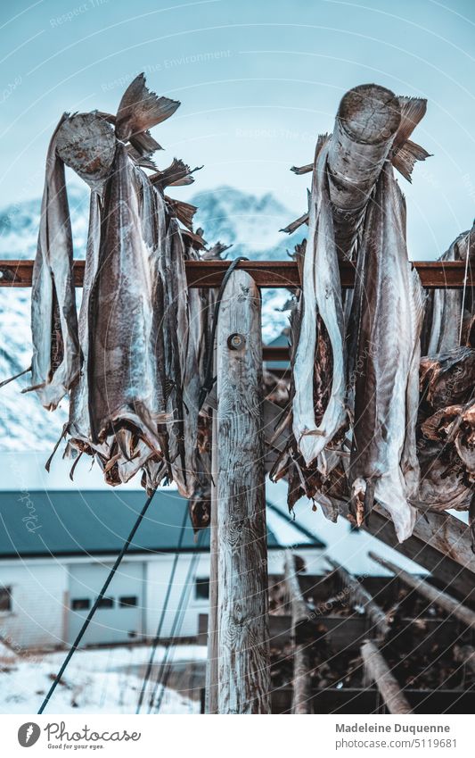 Stockfish is dried outside in the fresh air in Norway Dried cod Cod Lofotes Europe Island Conserve Nature Naturally dried air-dried Fish Speciality sea breeze
