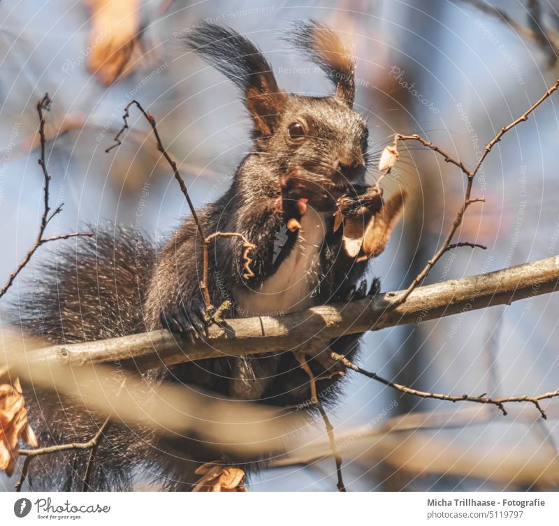 Eating squirrel in a tree Squirrel sciurus vulgaris Animal face Head Eyes Nose Ear Muzzle Tails paws Claw Pelt Rodent To feed nibble food Nutrition To enjoy
