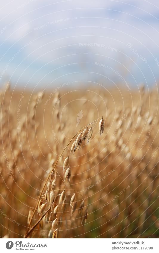 Close-up of ripe golden ears rye, oat or wheat swaying in the light wind in field. The concept of agriculture. The wheat field is ready for harvesting. The world food crisis.