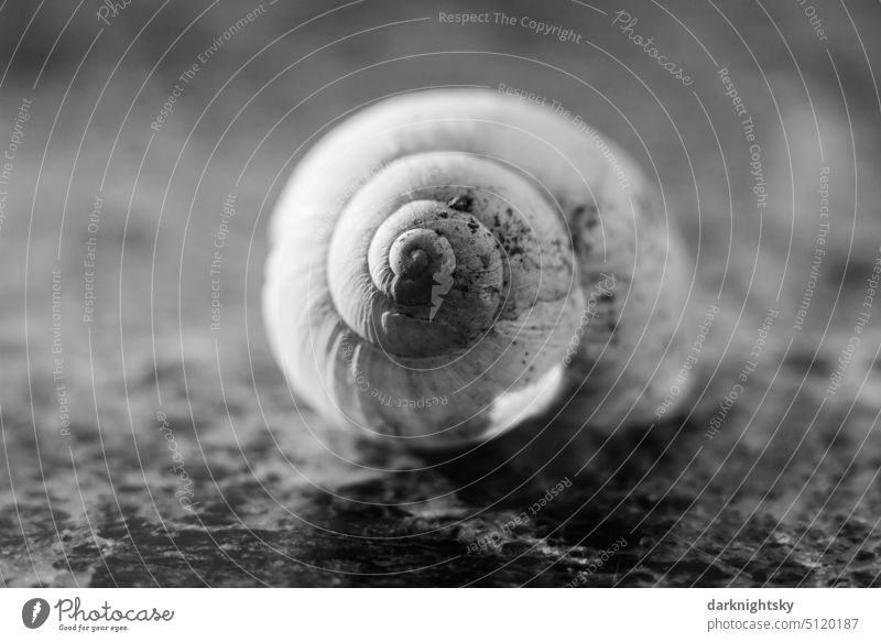 Delicate injured shell of a snail Crumpet wounded fragile Thin-walled Organic Close-up Fragile Arm Infancy Hurt White Pain Skin Accident violation Light Stone