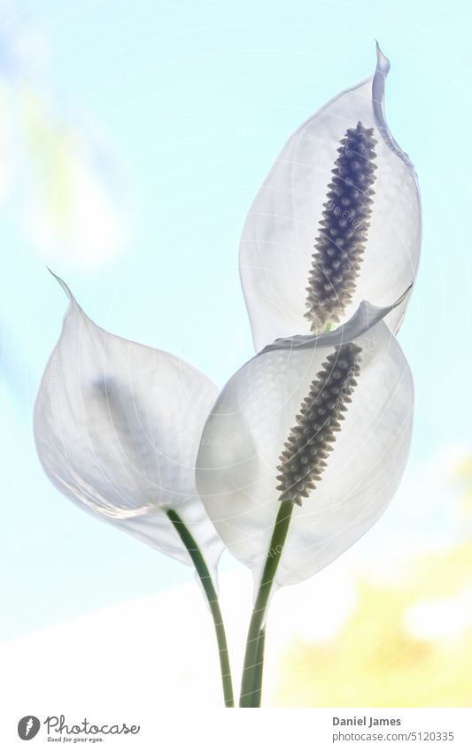 Trio of anthurium flowers, brightly lit Flower White trio triple over exposed Translucent Bright Nature Plant Blossom Lily Close-up Detail Spring Blossom leave