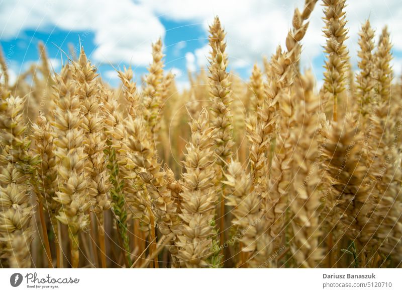 Close up of wheat ears and white clouds on a sky field closeup agriculture summer blue landscape plant background harvest nature yellow farm rural sunny food
