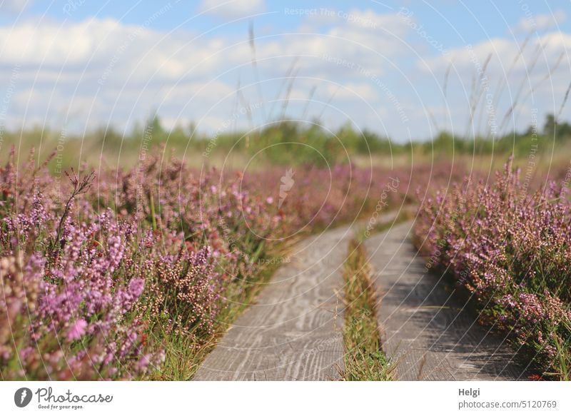 close to nature | blooming broom heather at the edge of a wooden path in the bog Heathland broom heathen heather blossom Bog moorland Woodway Sky Clouds