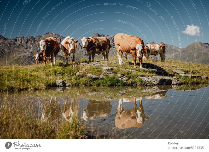 A small herd of cows by a pond in the Alps Cow Alpine pasture Mountain meadow Willow tree cow pasture Pond mountains alpine meadow Mountains in the background