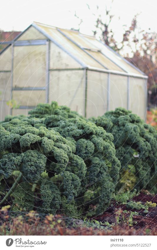 there is kale Plant Vegetable winter vegetables food products seasonal vegetables in the garden Cabbage Kale Brown cabbage Curly kale Splendid luscious