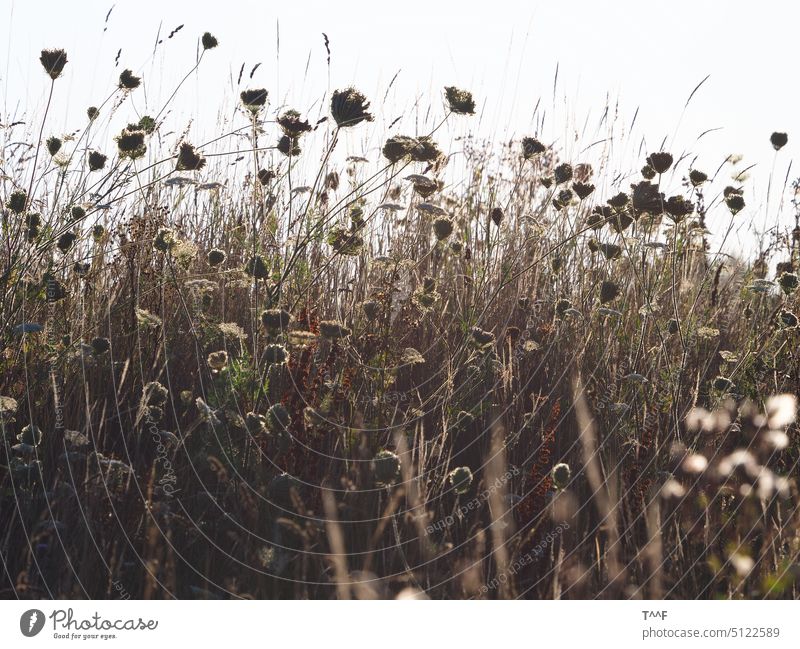 Früher Sommermorgen auf dem Osternburger Utkiek – renaturierte Naturwiese im Gegenlicht Blütenstaub Pollen Futterpflanzen Insektenfutter Lebensraum Wildbienen