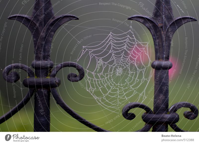 in proper style Style Hallowe'en Art Nature Autumn Spider Exceptional Authentic Elegant Green Red Black Silver Wrought iron Fence Spider's web Pearl necklace