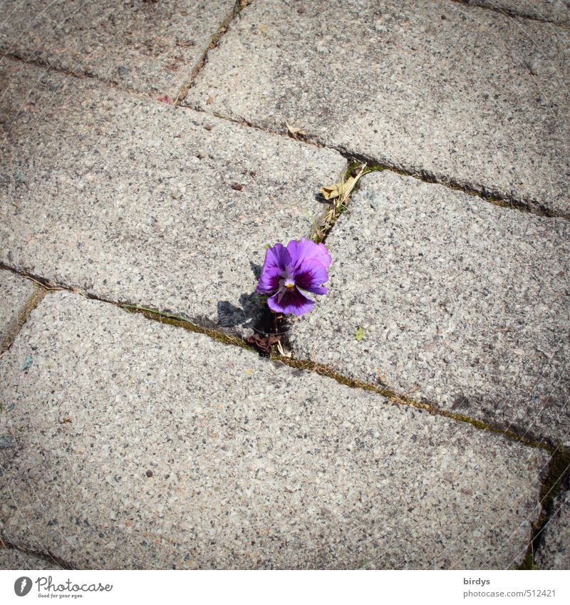 pansies Beautiful weather Flower Pansy blosssom Blossoming Small Cute Positive Gray Violet Willpower Loneliness Colour Survive Innocent 1 Cobbled pathway Seam