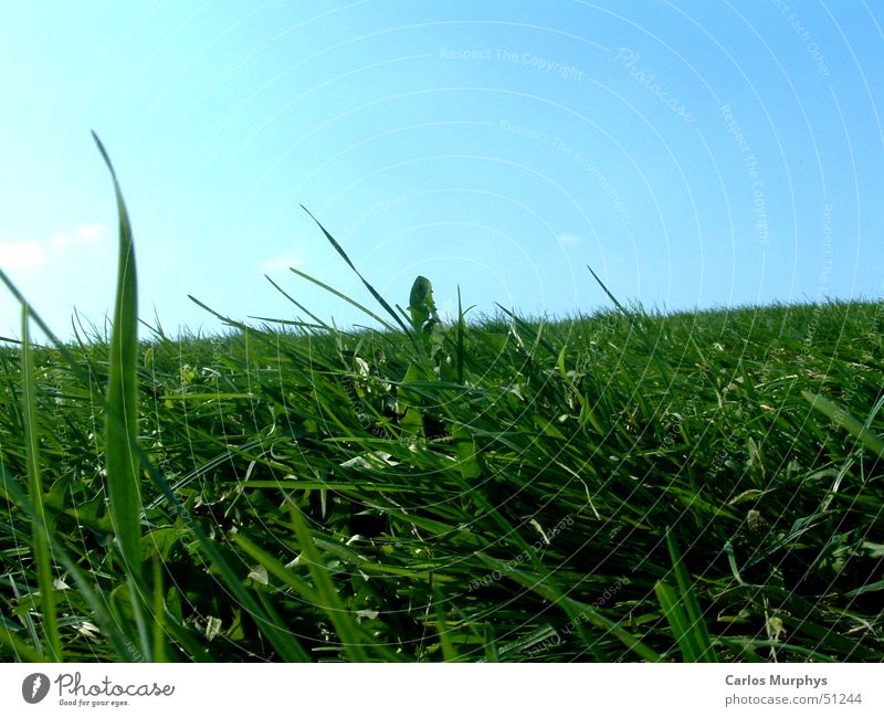 Remember: Summer Spring Meadow Green Light blue Sky blue Relaxation Spring fever Jump Grass Lawn Blue heaven Beautiful weather Joy Sun