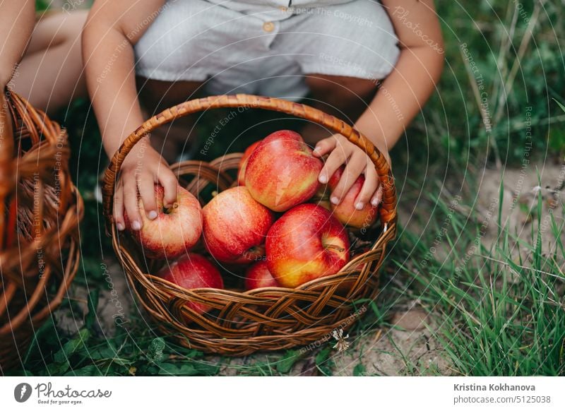 Hands of toddler boy picking up ripe red apples in basket. Kids in garden explores plants, nature in autumn. Amazing scene. Twins, family, love, harvest, childhood concept