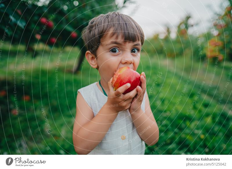 Cute little toddler boy eating ripe red apple in beautiful garden. Son explores plants, nature in autumn. Amazing scene with kid. Childhood concept child fruit