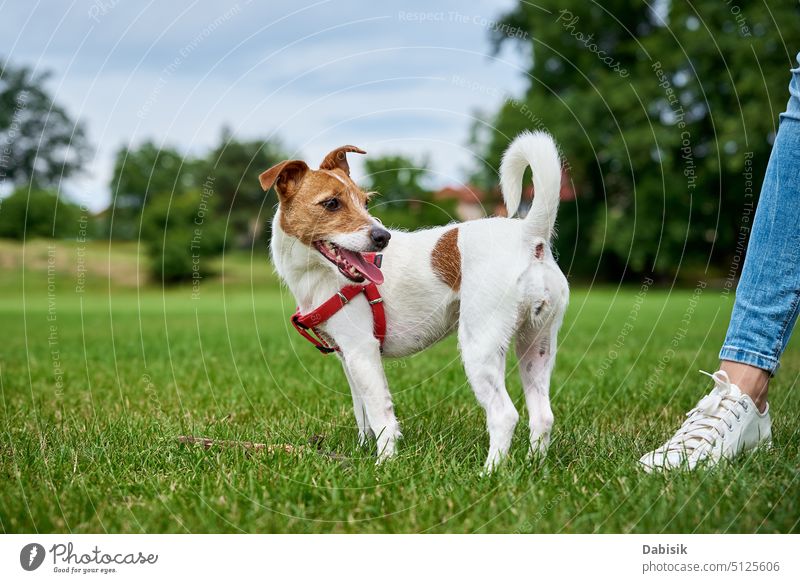 Active cute dog running on lawn with green grass. pet walking playing field summer active jack russell outdoors happy animal day terrier naughty adorable park