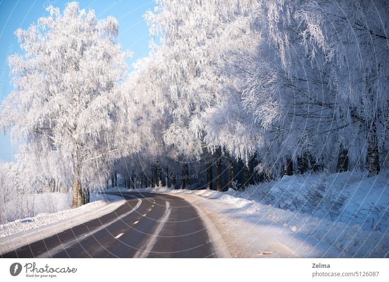 Country road in a winter landscape with frosted trees and pastel blue sky road bend winding road frosty frozen cold country lane country road europe latvia