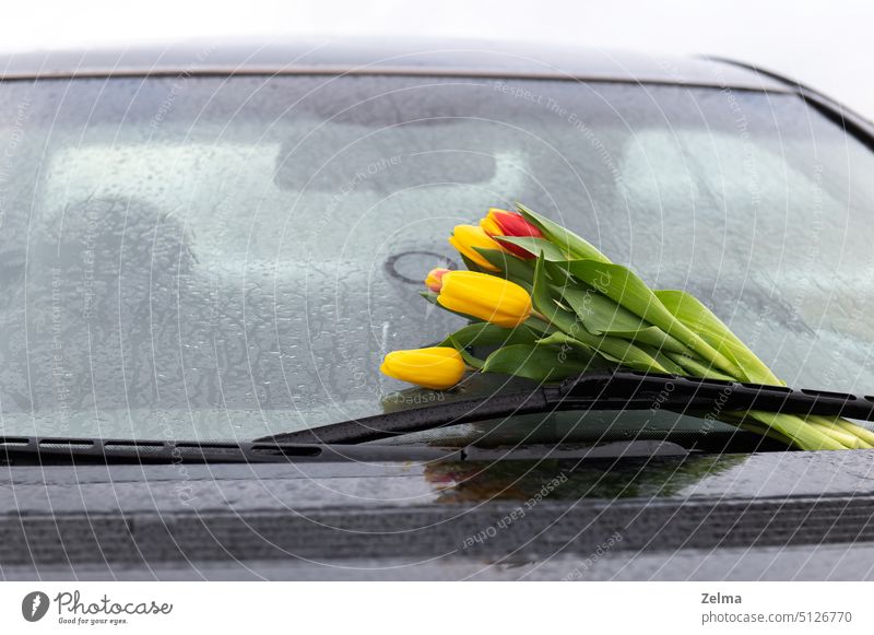 red yellow tulips in rain on windshield of car as a gift and declaration of love window drops flowers bouquet wet glass present conceptual feelings march 8