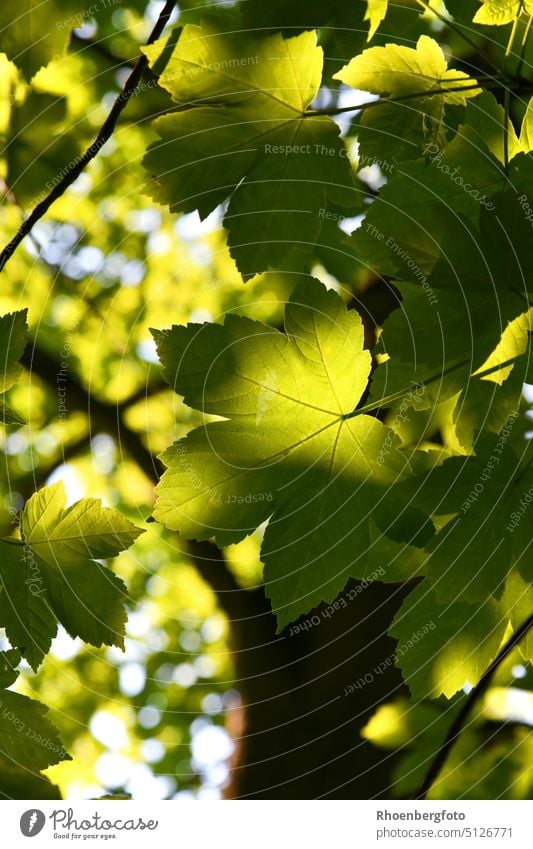 Maple leaves in the shady sunlight, a great play of colors! Maple tree maple Tree Summer Shadow Light Sun Green Leaf foliage Branch Twig Tree trunk Dark acer