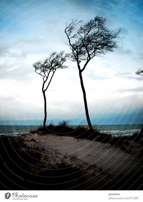Baltic Sea Palms II Tree Wind cripple Ocean Beach Calm Winter Gray Germany Branch Dynamics Nature Movement Sky Blue