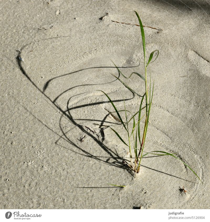Grass with shadow paints circles on sand Sand Beach Light Shadow Wind Ocean coast Nature Beach dune Baltic Sea naturally Plant Tracks windy Movement