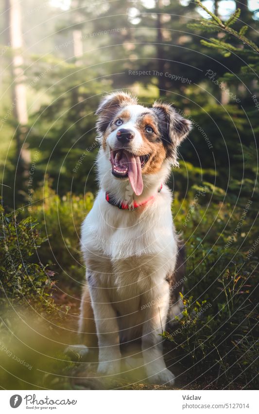 Candid portrait of an Australian Shepherd resting in a forest stand, watching with a realistic smile and joy on his master's face. Blue merle, expressions of a four-legged pet