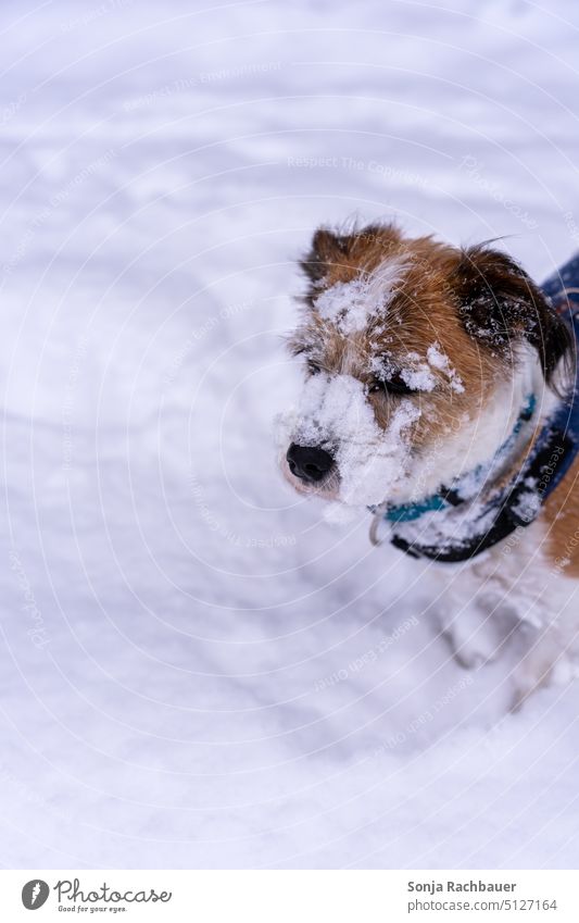 A small dog in the snow. Dog Small Terrier Snow Winter Pet Animal Lifestyle Exterior shot Brown White Happy fun Jack Russell terrier Obedient Wait Cute portrait