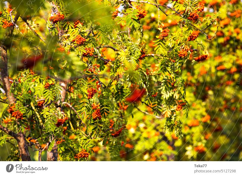 rowanberries on a tree in autumn rowanberry fall nature autumn nature rowanberries in fall blur sharp seasonal nature