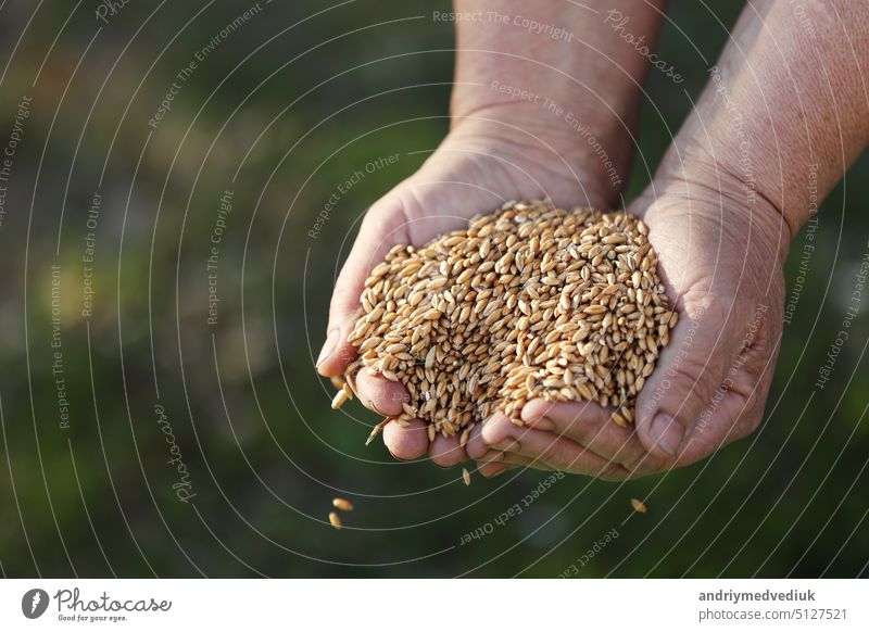 Wheat grains fall from old hand in the wheat field at the golden hour time. Concept of the peace. Close Up Nature Photo Idea Of A Rich Harvest. agriculture food