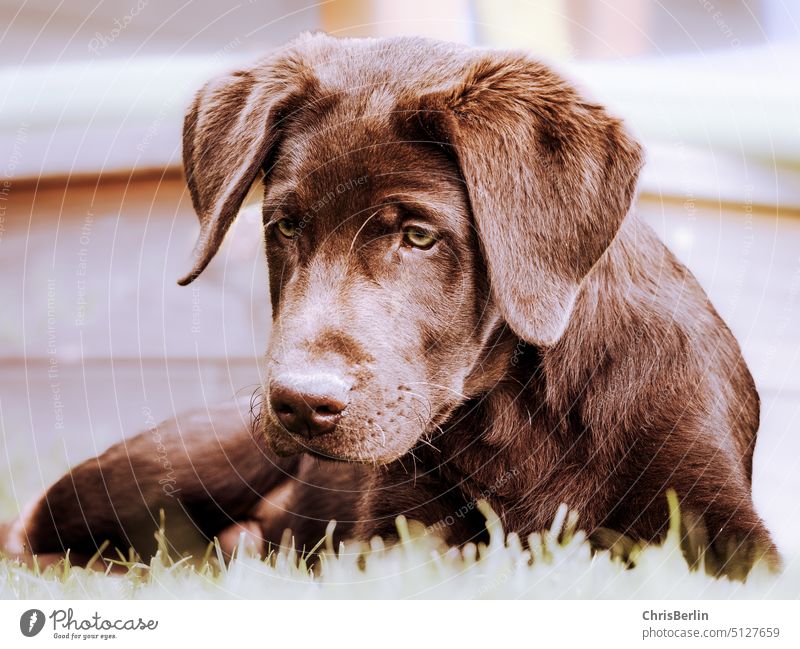 Brown Labrador puppy Puppy Pet Animal Dog Colour photo Animal portrait Looking into the camera Animal face Pelt Love of animals Cute Snout Cuddly Deserted Nose