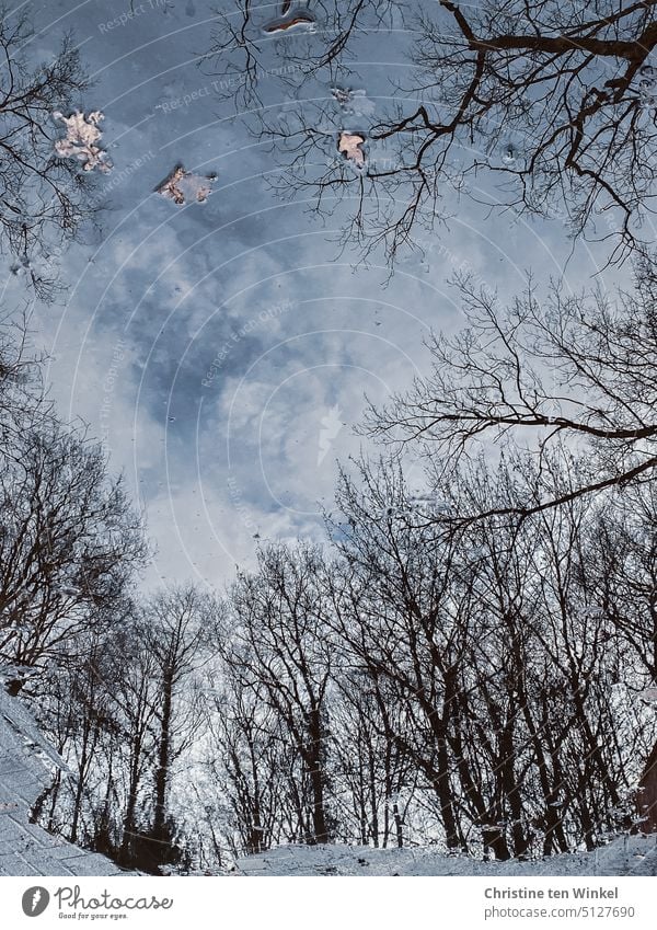Trees and sky reflected in puddle after rain, some leaves floating on water Puddle puddle mirroring reflection trees bare trees Reflection Gloomy after the rain