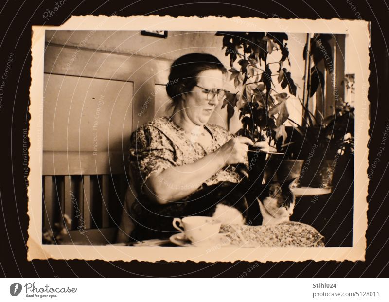 Grandma with cat and cup of coffee knitting in winter garden in 1960s grandma Cat Winter garden Knit Cup Coffee To have a coffee vintage black-white Coffee cup
