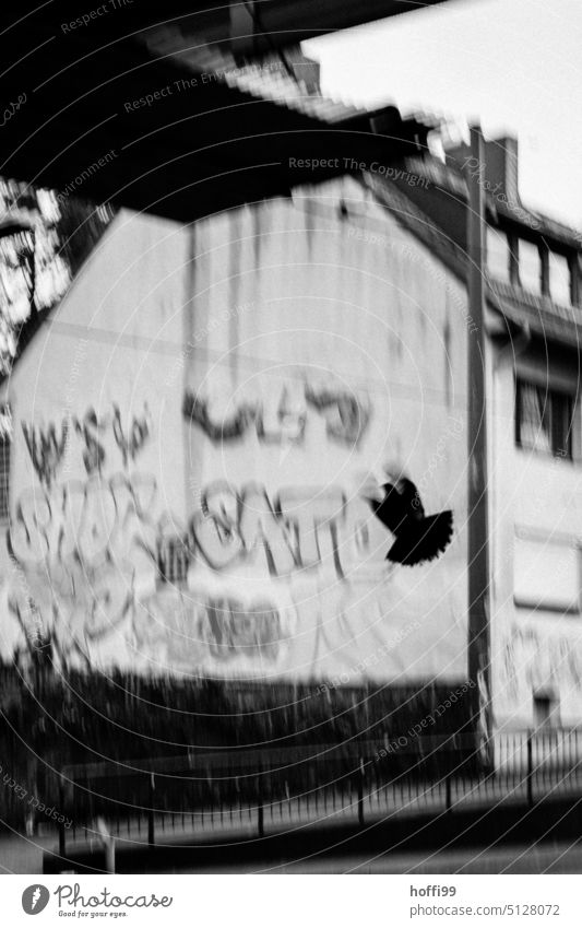 Silhouette of dove flying up in front of house wall with graffiti Graffiti Pigeon City Bird Flee Escape forsake sb./sth. somber Threat Loneliness urban Dark