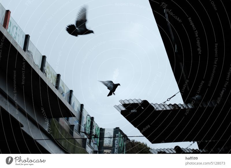 two pigeons in approach to a platform under the fragments of an elevated road Pigeon Dark threatening sky Tunnel Bird City Silhouette Concrete Overpass Tall