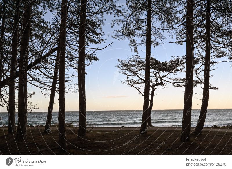 sea forest Ocean Beach coast Water Baltic Sea Waves Horizon pine forest Denmark Hovedstaden