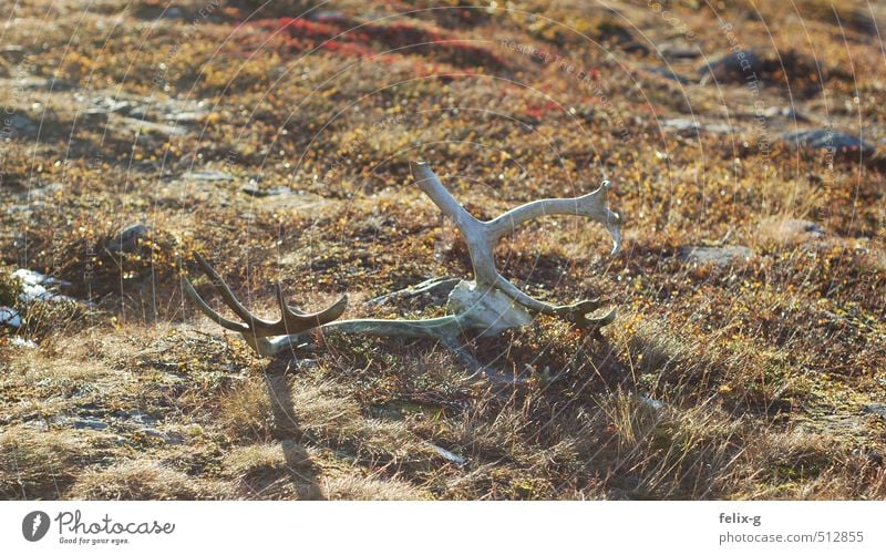 reindeer Hunting Vacation & Travel Hiking Nature Landscape Animal Earth Sunrise Sunset Autumn Beautiful weather Grass Moss Hill Wild animal Dead animal Antlers