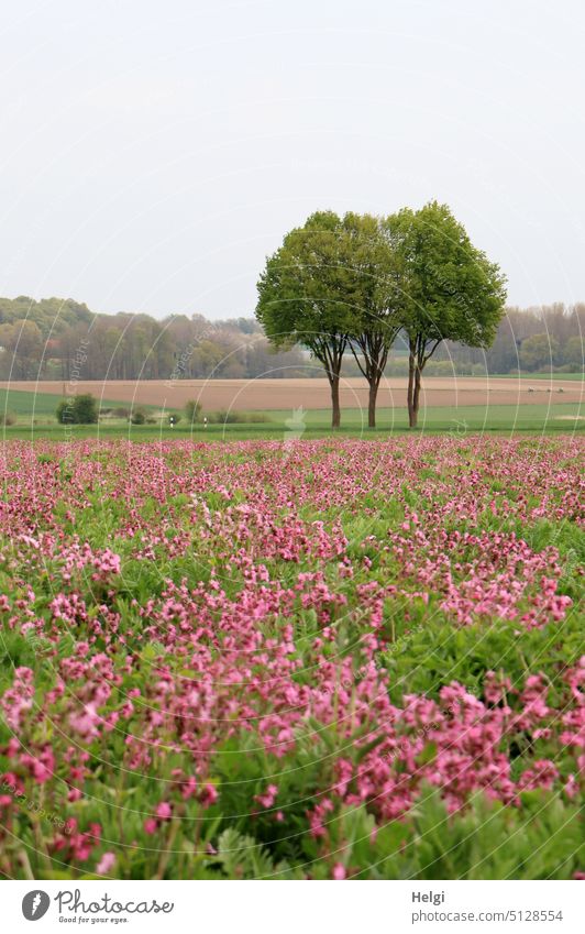 blooming light carnations on a field, in the background 3 trees against blue-grey sky White campion Flower Blossom Field Flowering Field Agriculture Landscape