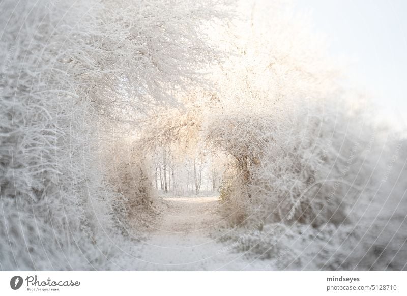 Winter landscape Sonnentor Winter mood Winter Silence Snow Snowscape Nature magical land Goal Tunnel golden light Winter light Cold icily freezing cold