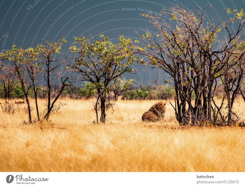Please don't interrupt! Nature Wilderness etosha national park Namibia Africa king of the animals Love of animals Etosha Wanderlust Impressive Vacation & Travel