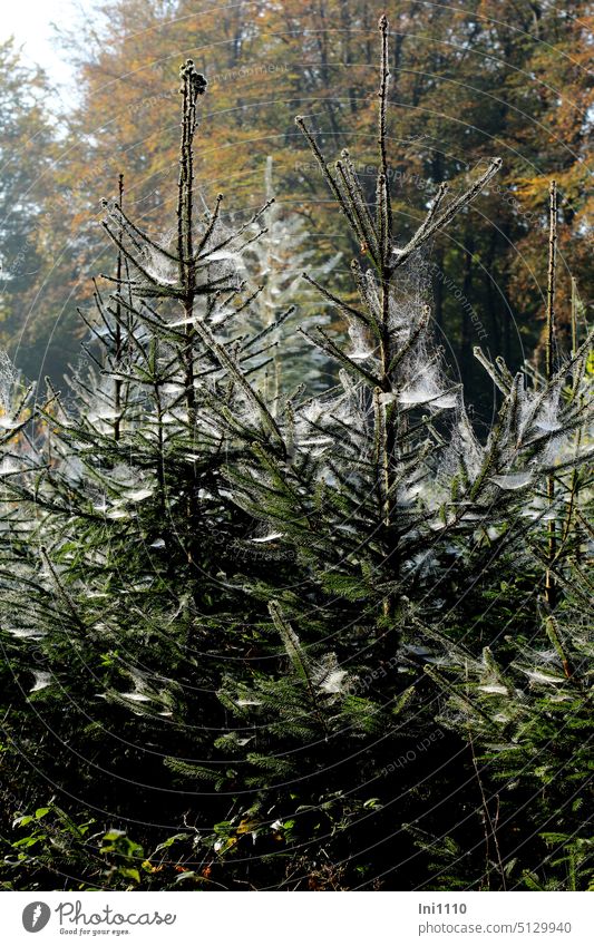 Dew drops make spider webs visible Autumn sunshine early in the morning trees Plantation Size difference spruces firs coniferous wood morning dew dew drops