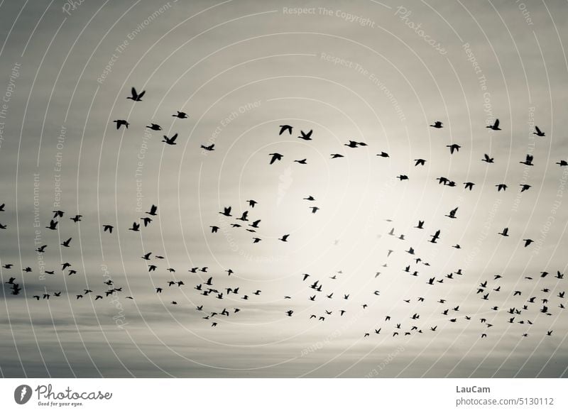 The journey of the wild geese Flying birds Flock of birds Flock of birds flies Freedom Bird Flight of the birds bird migration Migratory birds Group of animals